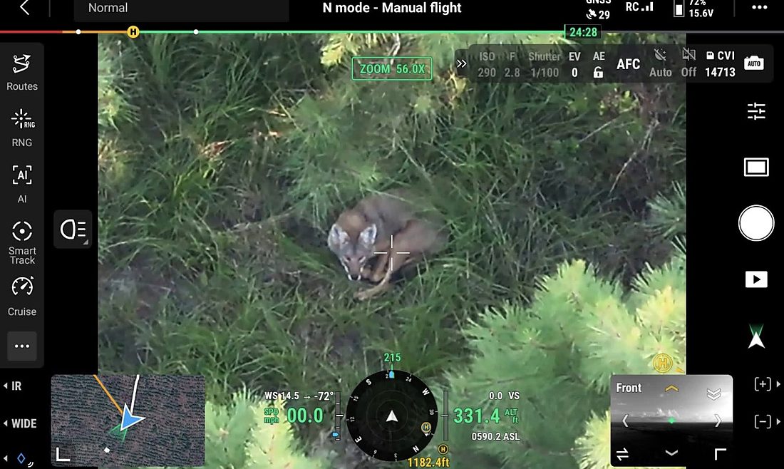 Drone camera zoomed in on a coyote bedded down in the grass