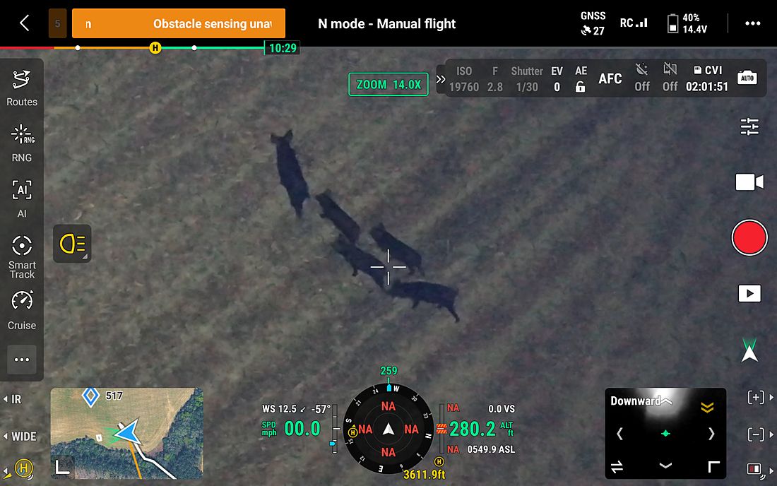 Drone camera on a sounder of hogs crossing a field at night
