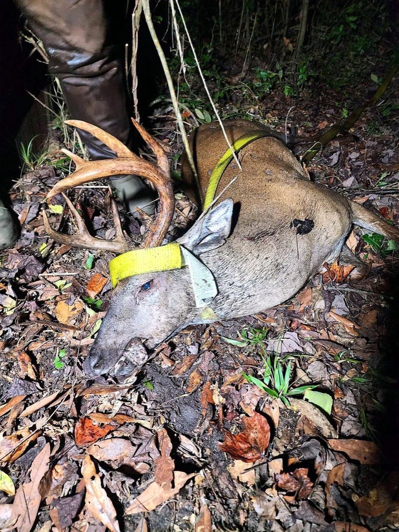 Recovered buck strapped for the drag out